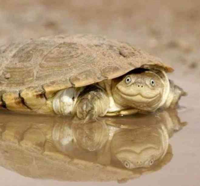 動物の正面顔ください