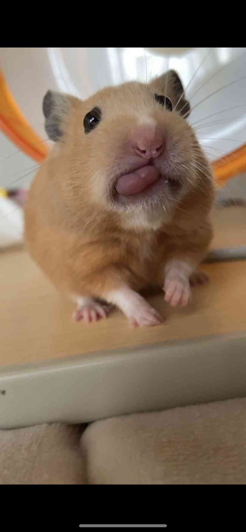 動物の正面顔ください