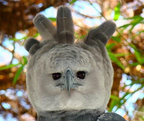 動物の正面顔ください