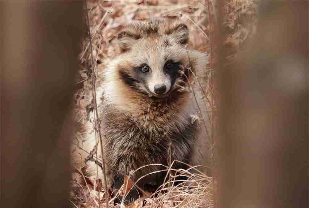 動物の正面顔ください