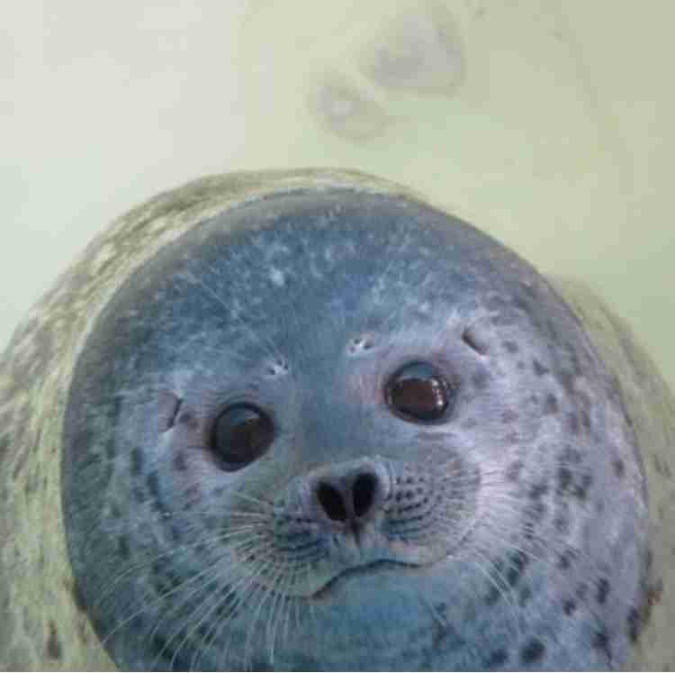 動物の正面顔ください