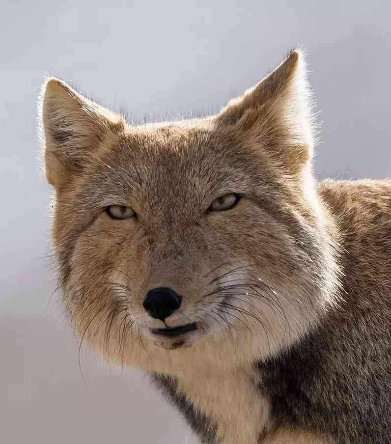 動物の正面顔ください