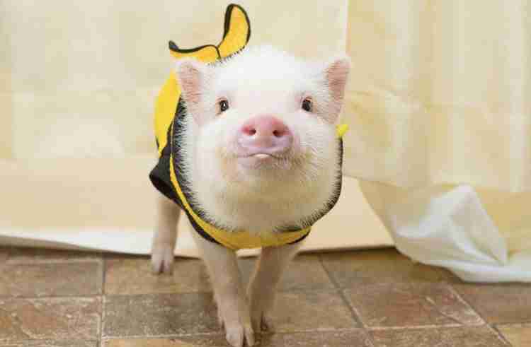 動物の正面顔ください