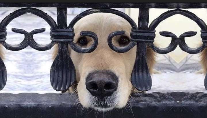 動物の正面顔ください