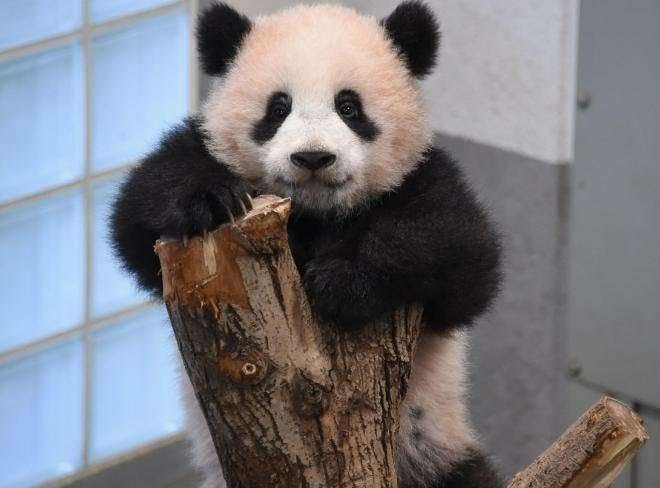 動物の正面顔ください