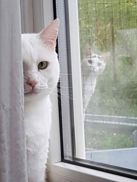 動物の正面顔ください