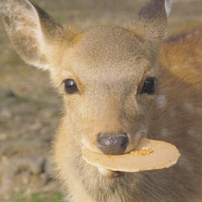 動物の正面顔ください