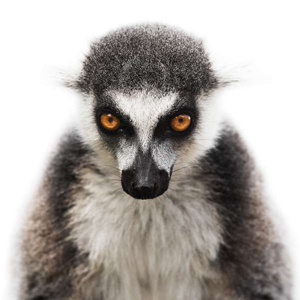 動物の正面顔ください