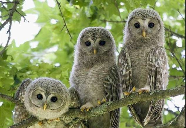 動物の正面顔ください