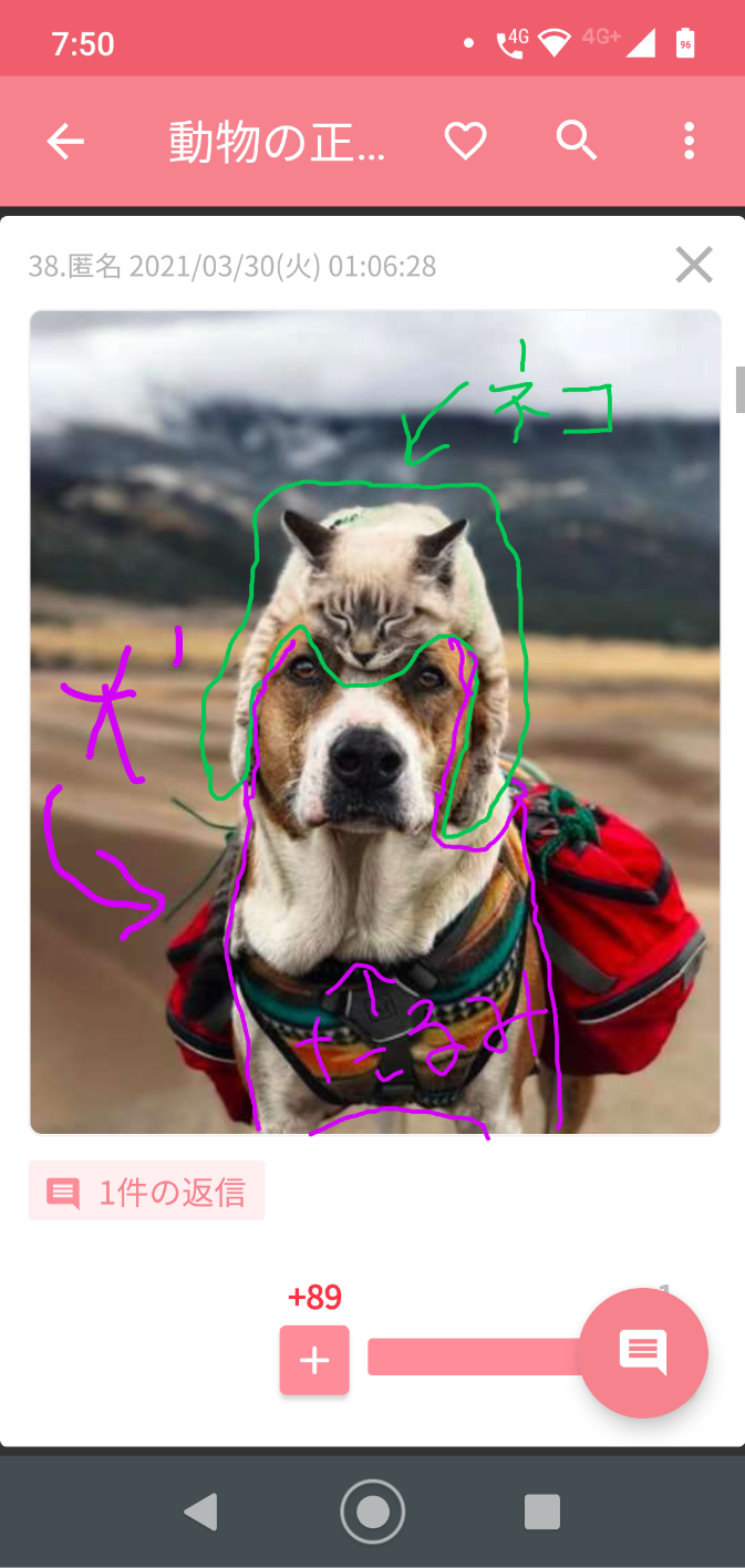 動物の正面顔ください