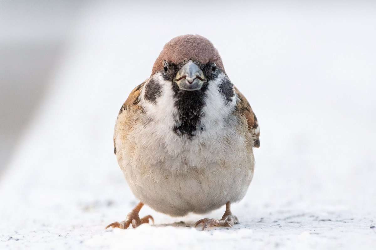 動物の正面顔ください