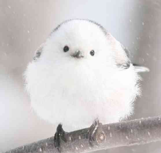 動物の正面顔ください