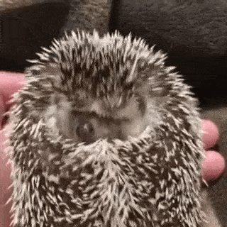 動物の正面顔ください