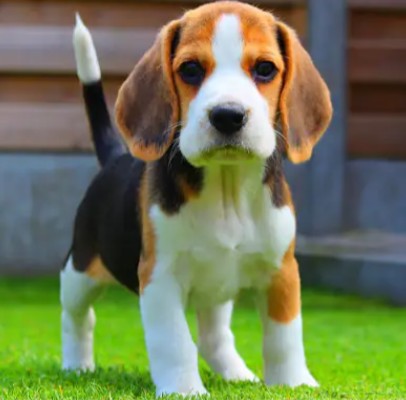 動物の正面顔ください