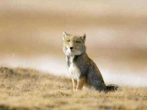 動物の正面顔ください