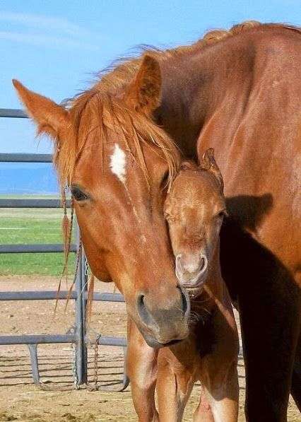動物の正面顔ください