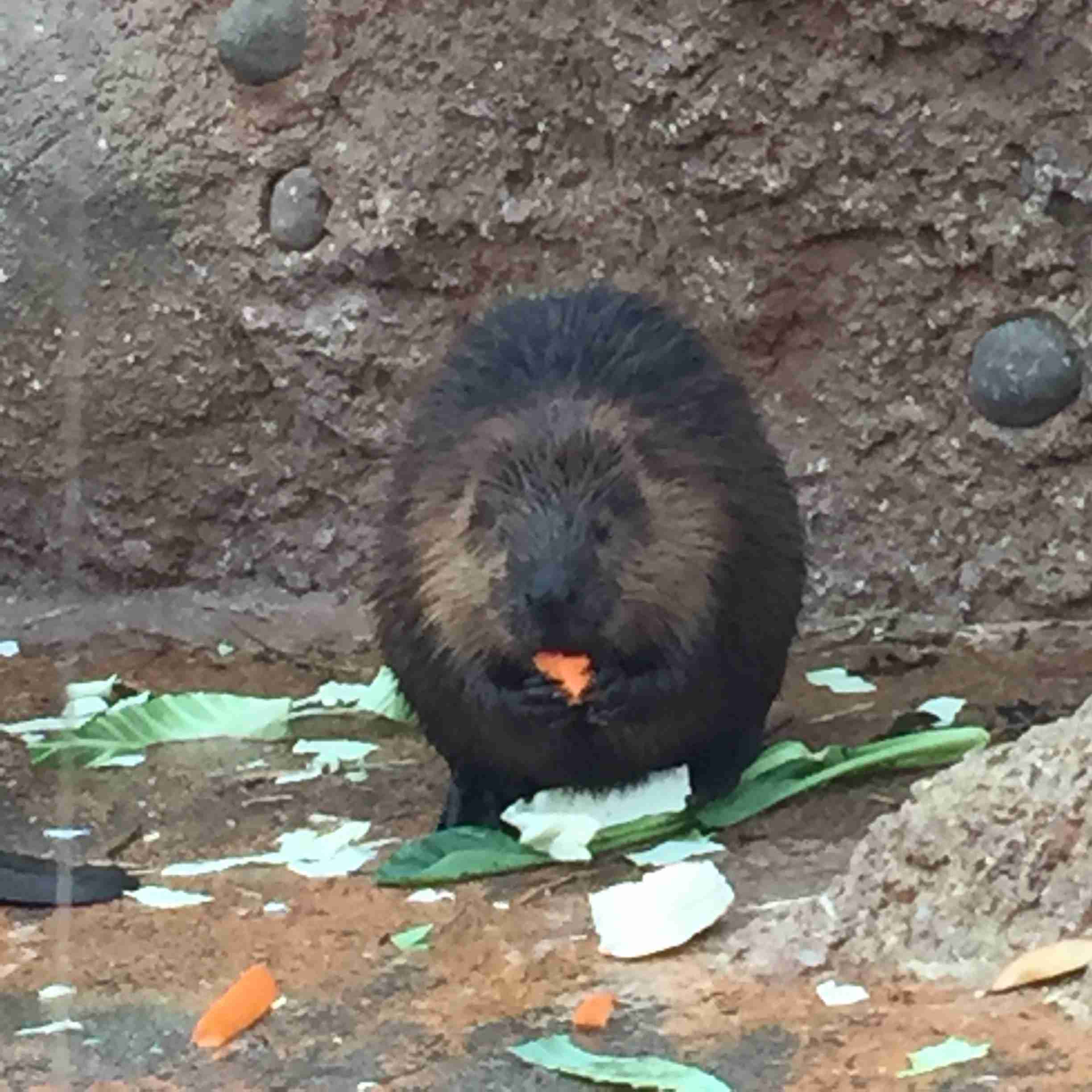 動物の正面顔ください