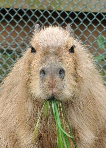 動物の正面顔ください