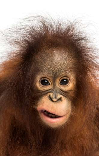 動物の正面顔ください