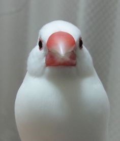 動物の正面顔ください