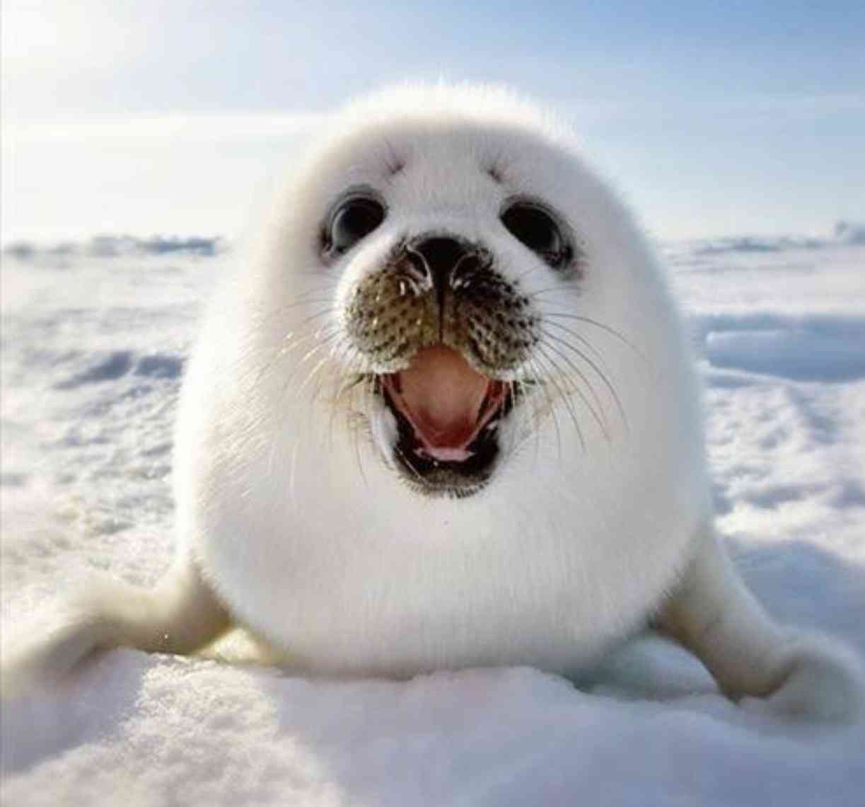 動物の正面顔ください