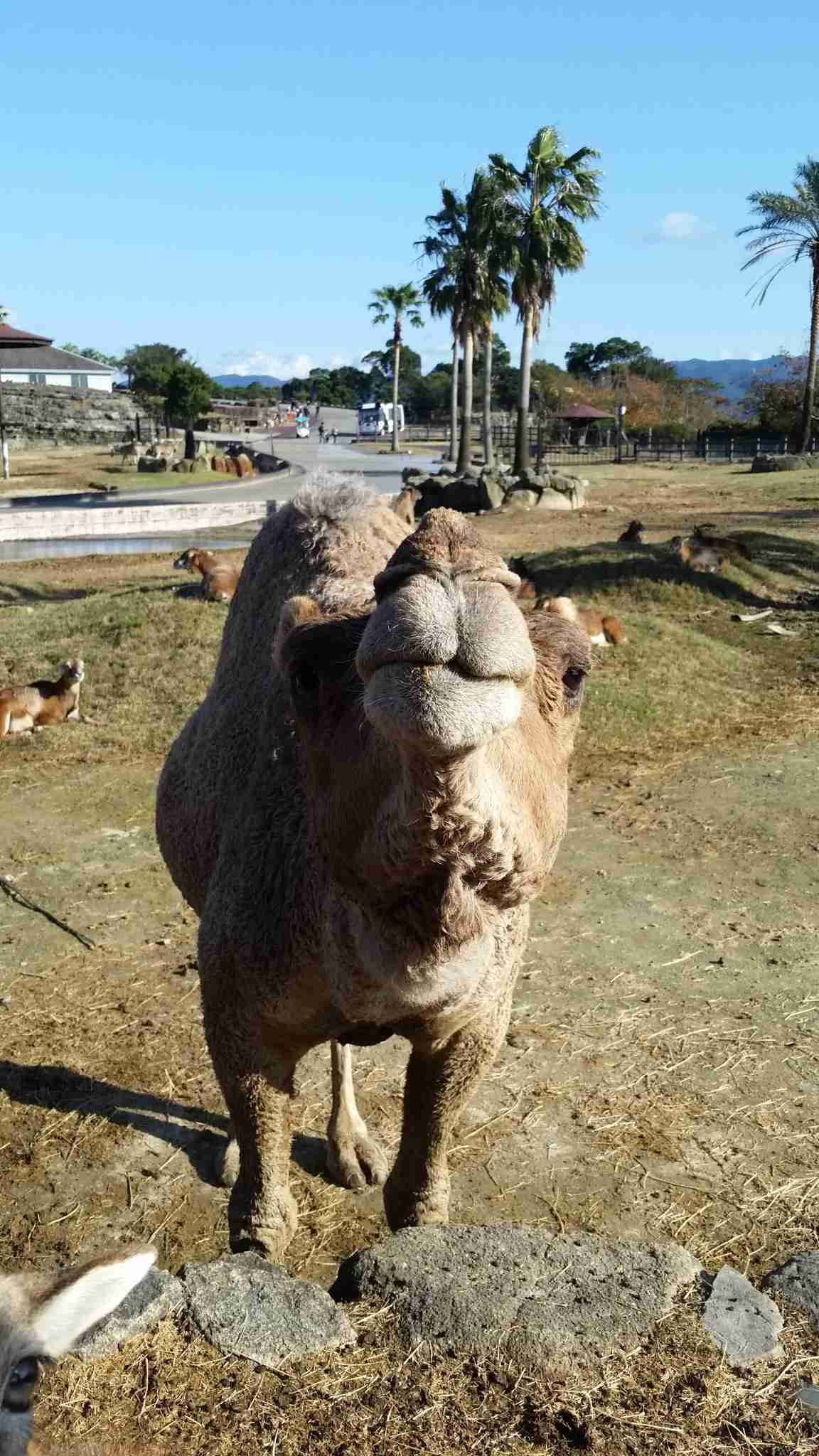 動物の正面顔ください