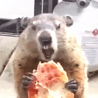 動物の正面顔ください