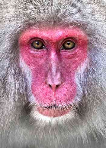 動物の正面顔ください