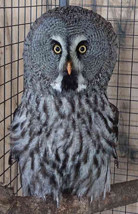 動物の正面顔ください