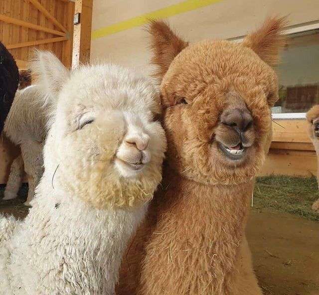 動物の正面顔ください