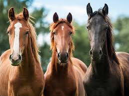 動物の正面顔ください