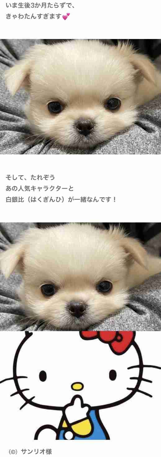 動物の正面顔ください