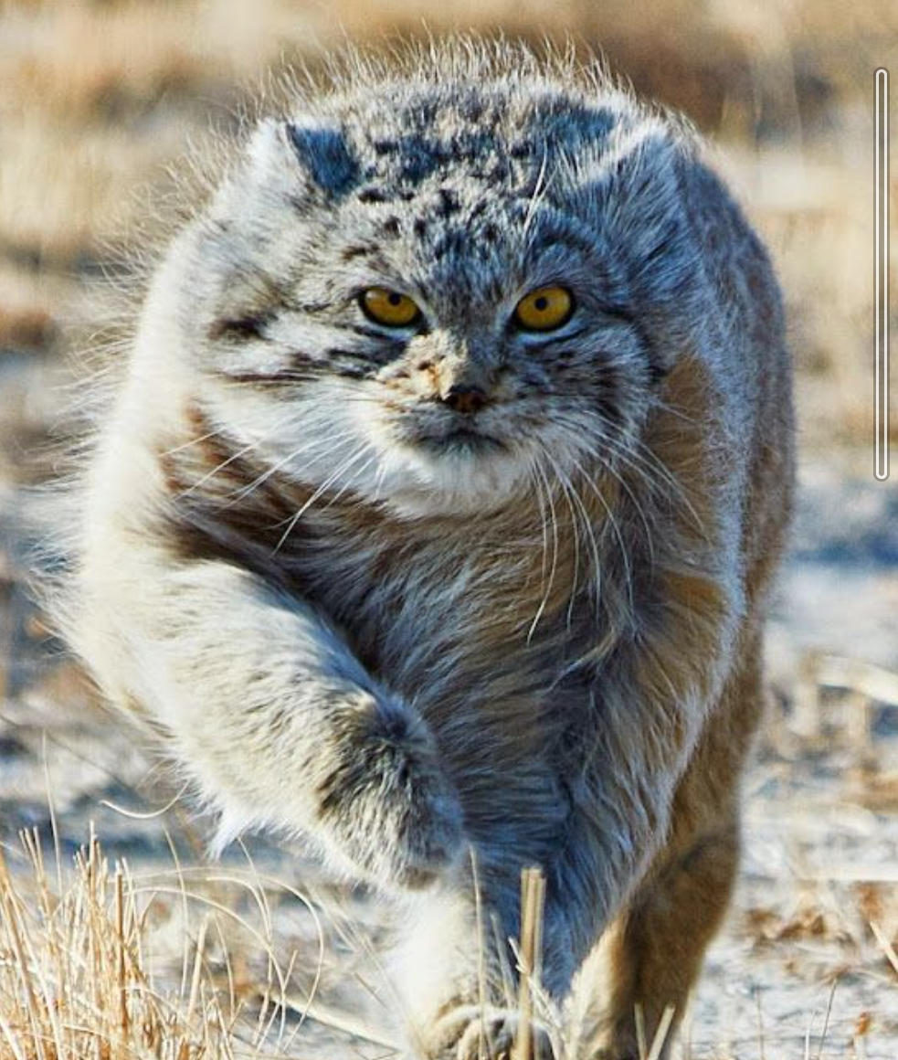 動物の正面顔ください
