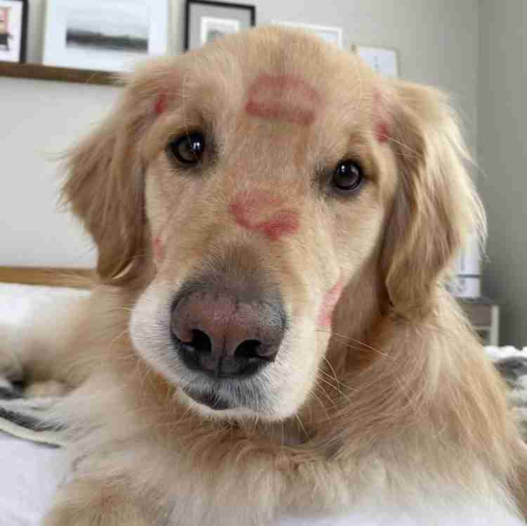 動物の正面顔ください