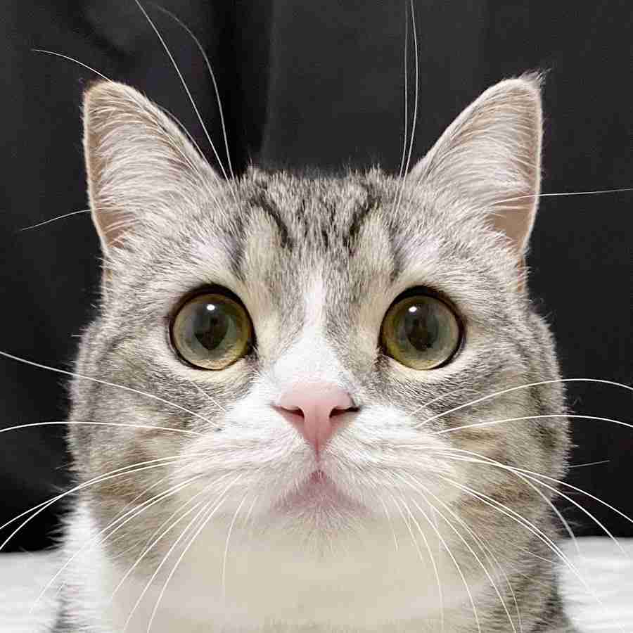 動物の正面顔ください