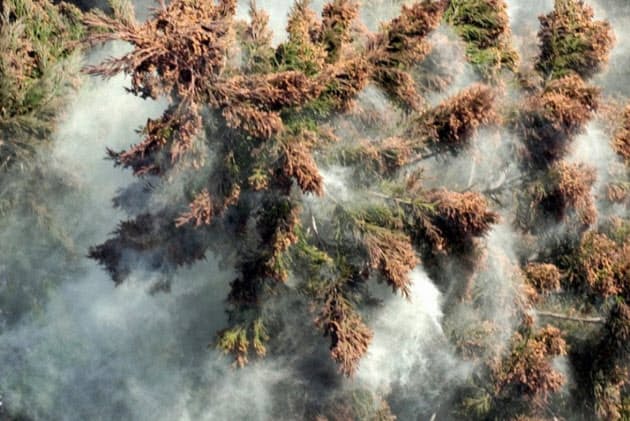 スギ花粉に加え　都内などヒノキ花粉の飛散始まる　日曜以降は大量飛散注意