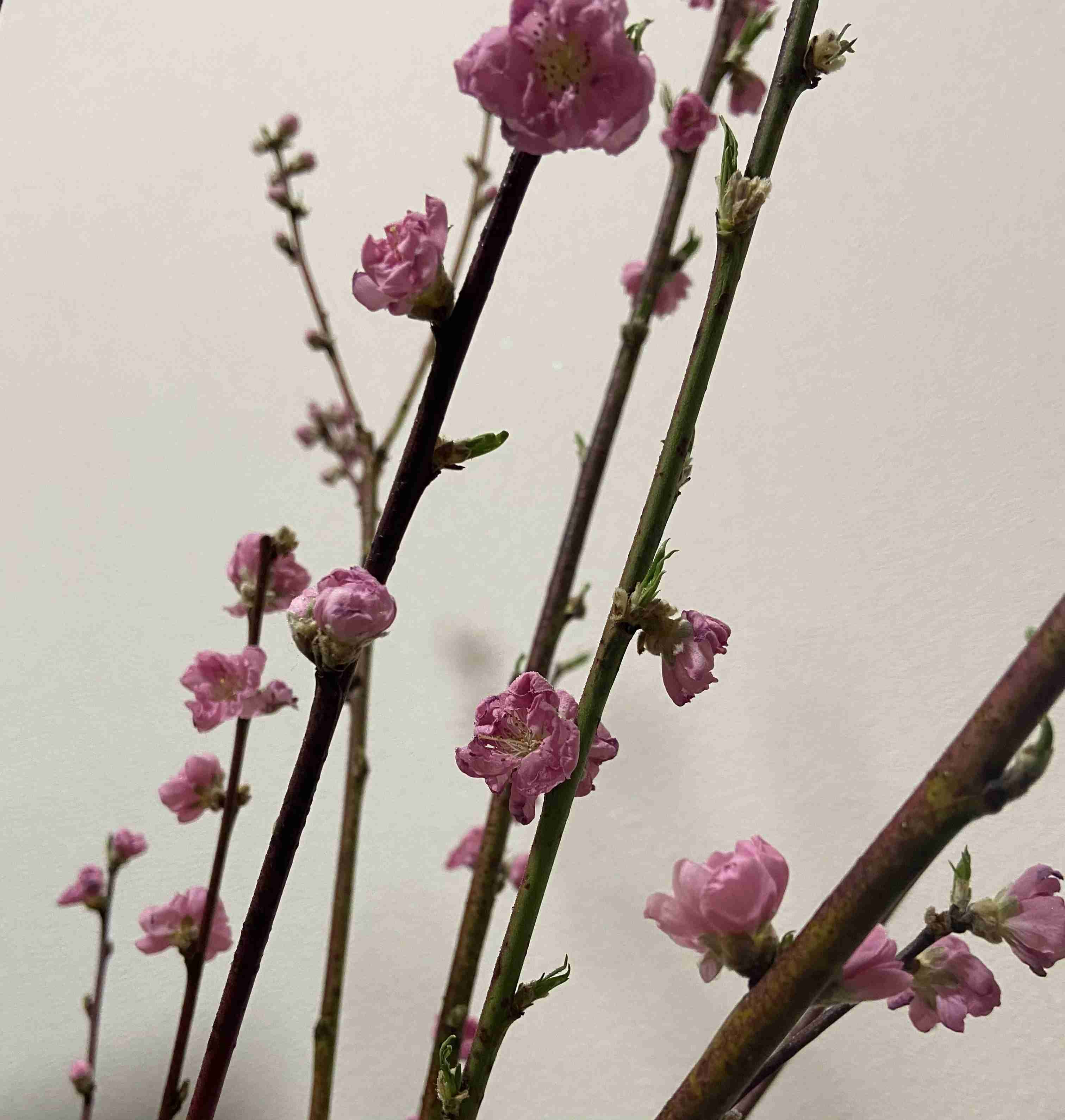 切り花を長持ちさせる方法