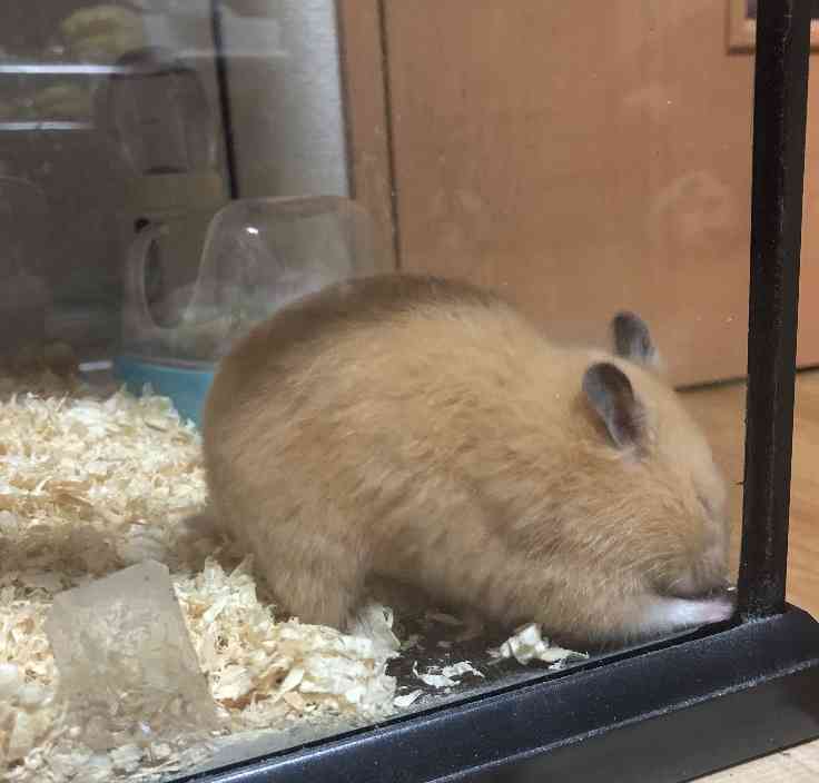 ペットの不思議な行動🐶🐱🐰