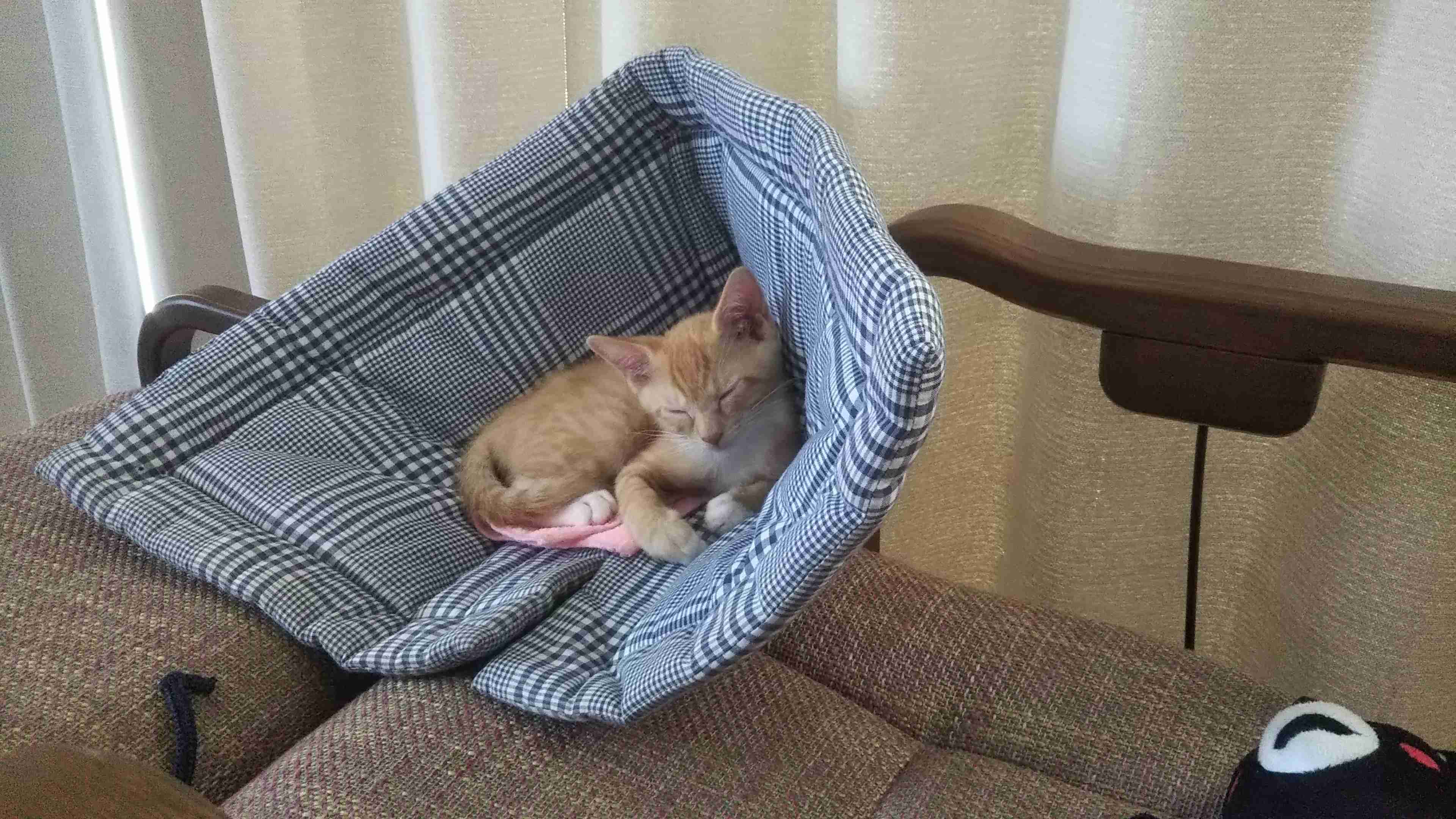 ペットの不思議な行動🐶🐱🐰