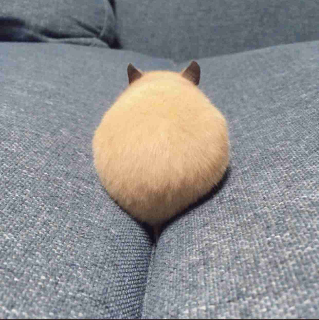 ペットの不思議な行動🐶🐱🐰