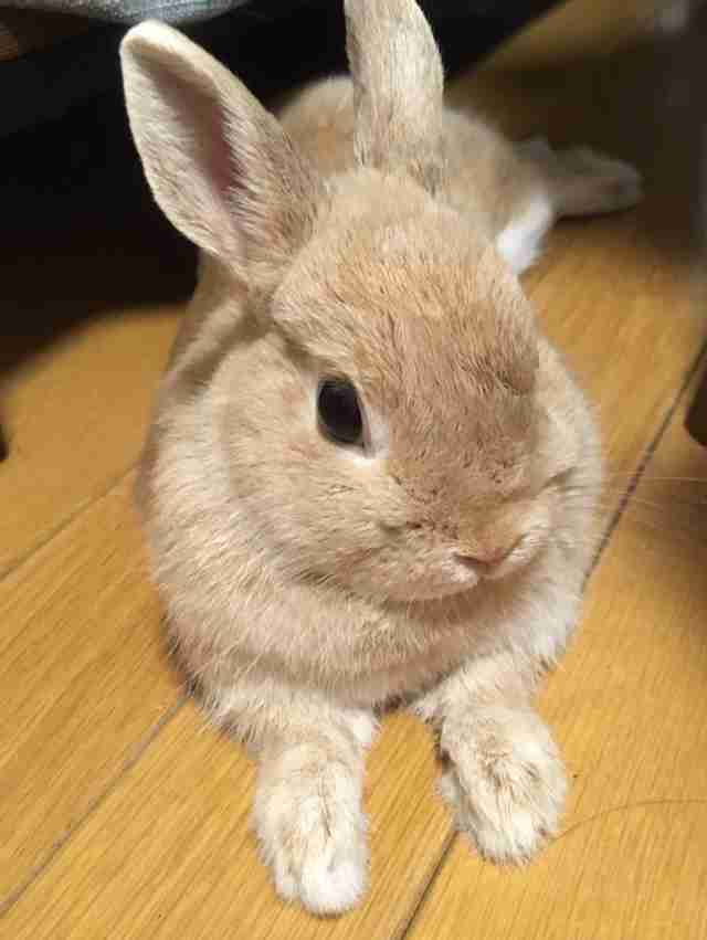 ペットの不思議な行動🐶🐱🐰