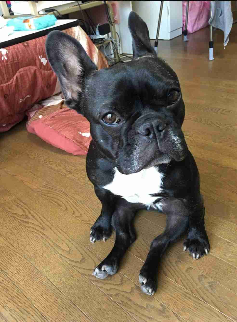 【ブル、フレブル】ぶちゃ可愛い犬好きさん集まれ～【パグ、ペキニーズ】