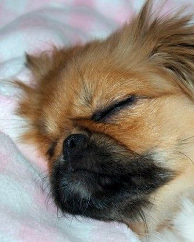 【ブル、フレブル】ぶちゃ可愛い犬好きさん集まれ～【パグ、ペキニーズ】