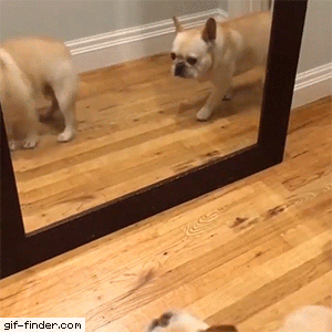 【ブル、フレブル】ぶちゃ可愛い犬好きさん集まれ～【パグ、ペキニーズ】