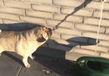 【ブル、フレブル】ぶちゃ可愛い犬好きさん集まれ～【パグ、ペキニーズ】