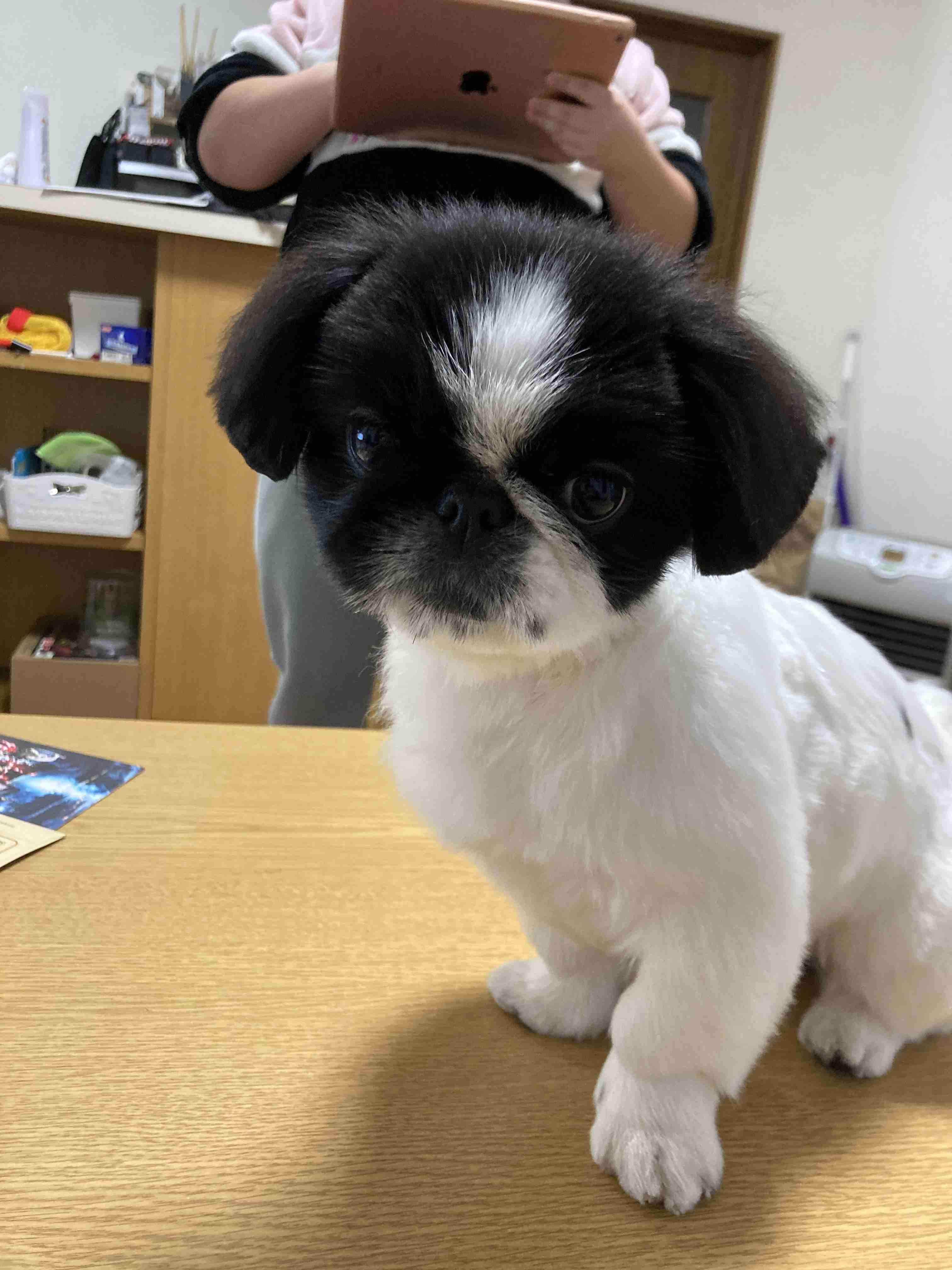 【ブル、フレブル】ぶちゃ可愛い犬好きさん集まれ～【パグ、ペキニーズ】