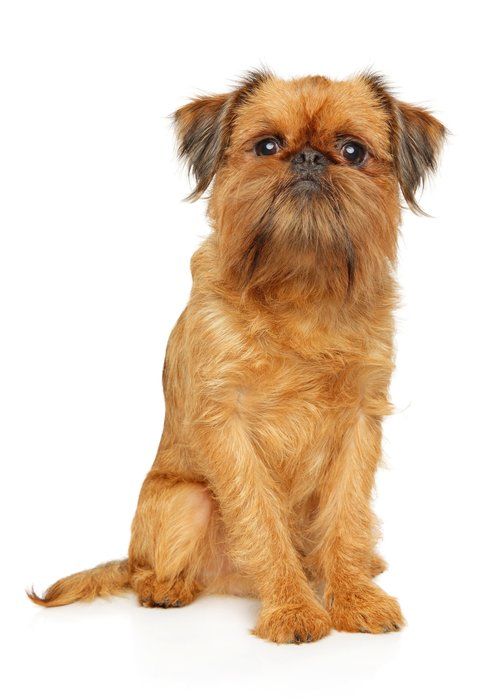 【ブル、フレブル】ぶちゃ可愛い犬好きさん集まれ～【パグ、ペキニーズ】
