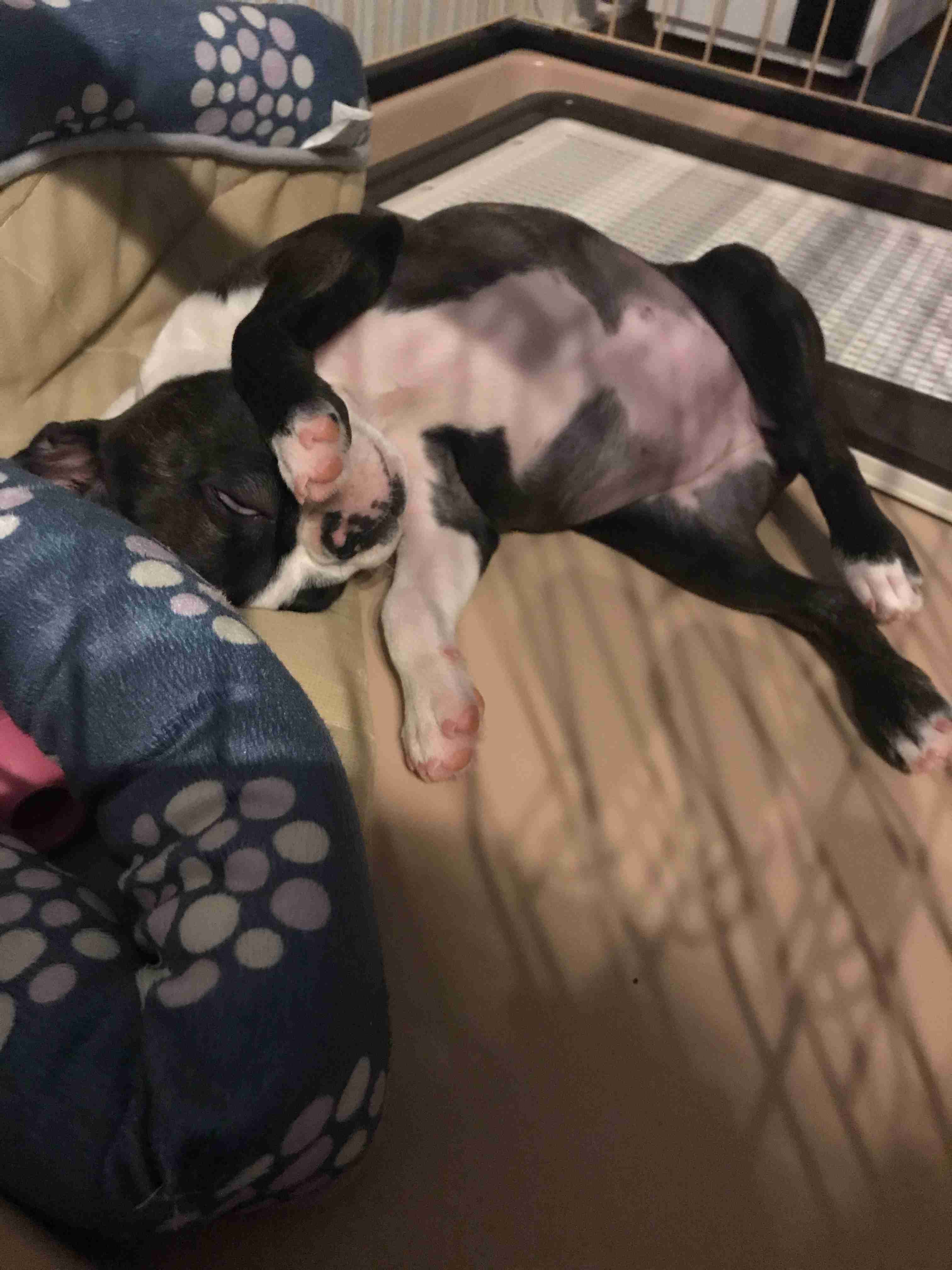 【ブル、フレブル】ぶちゃ可愛い犬好きさん集まれ～【パグ、ペキニーズ】