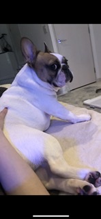 【ブル、フレブル】ぶちゃ可愛い犬好きさん集まれ～【パグ、ペキニーズ】