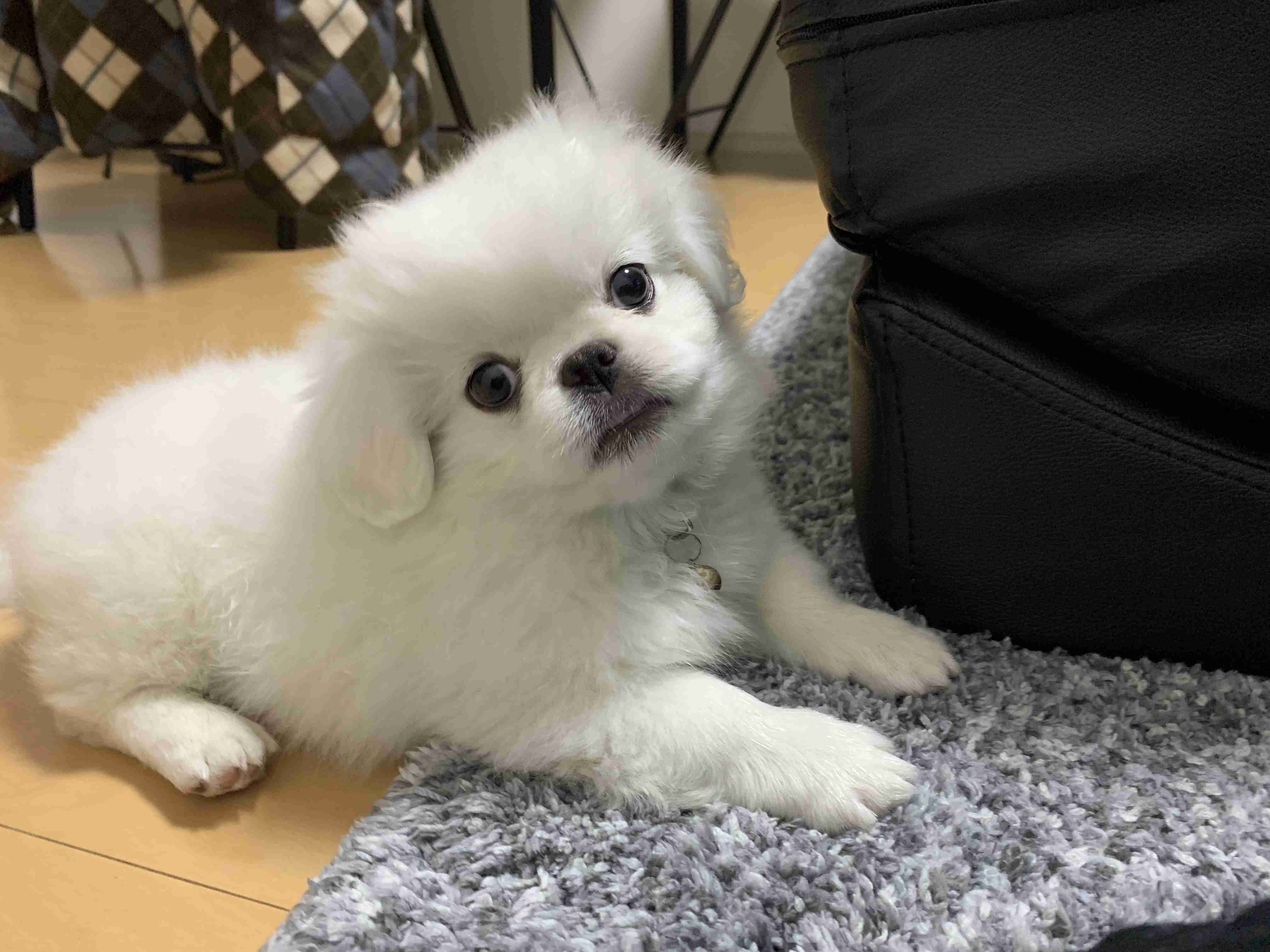 【ブル、フレブル】ぶちゃ可愛い犬好きさん集まれ～【パグ、ペキニーズ】